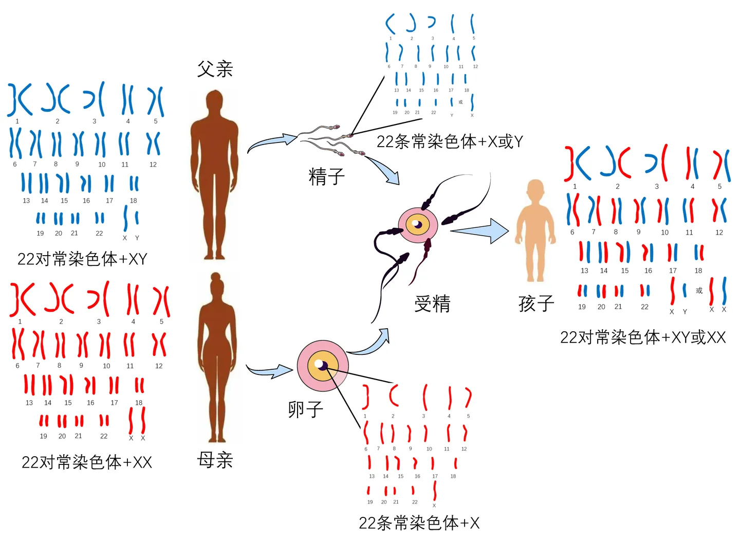 遗传比例.webp